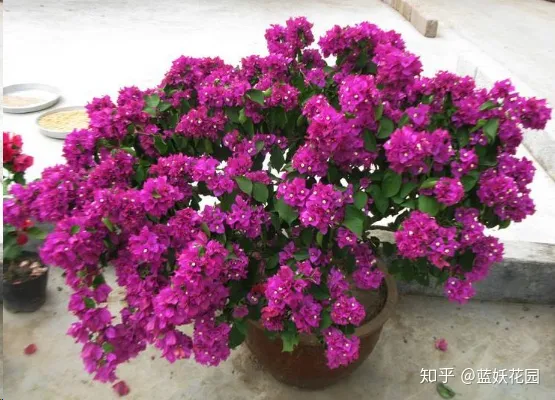 三角梅什么时候开花,一年开几次花,三角梅一年只开一次花?这样做,可让你的三角梅一年四季循环开花!