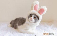 猫感冒是什么症状，猫感冒症状有哪些