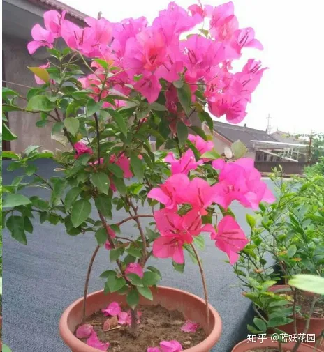 三角梅枝条很长叶子很多不开花怎么办，三角梅长寿花这样剪一刀，满盆都是花，根本看不到叶子，太漂亮了！