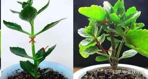 三角梅枝条很长叶子很多不开花怎么办，三角梅长寿花这样剪一刀，满盆都是花，根本看不到叶子，太漂亮了！