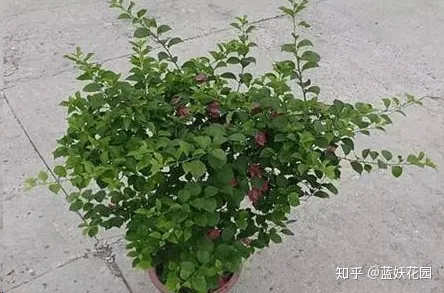三角梅枝条很长叶子很多不开花怎么办，三角梅长寿花这样剪一刀，满盆都是花，根本看不到叶子，太漂亮了！