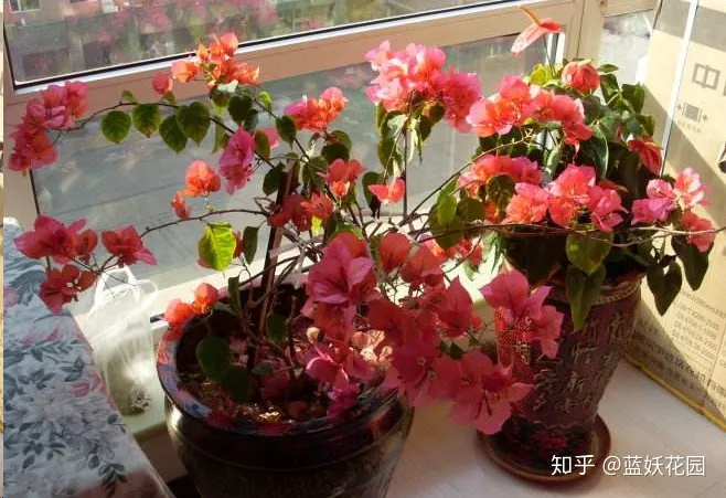 三角梅枝条很长叶子很多不开花怎么办，三角梅长寿花这样剪一刀，满盆都是花，根本看不到叶子，太漂亮了！