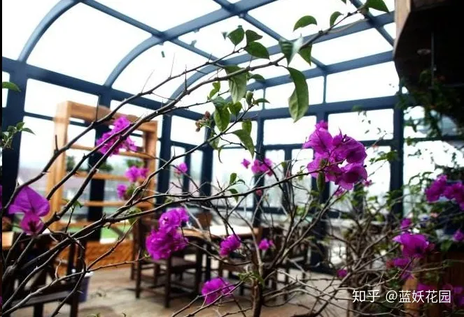 三角梅枝条很长叶子很多不开花怎么办，三角梅长寿花这样剪一刀，满盆都是花，根本看不到叶子，太漂亮了！