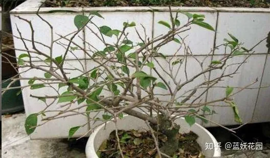 三角梅枝条很长叶子很多不开花怎么办，三角梅长寿花这样剪一刀，满盆都是花，根本看不到叶子，太漂亮了！