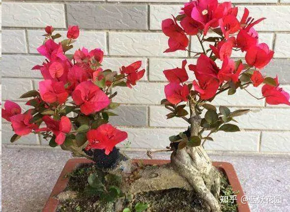 三角梅枝条很长叶子很多不开花怎么办，三角梅长寿花这样剪一刀，满盆都是花，根本看不到叶子，太漂亮了！