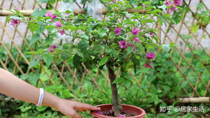 三角梅开花时能剪枝吗,能追肥吗视频，天冷了，给三角梅“剪剪枝”，补点肥，来年开花更多！