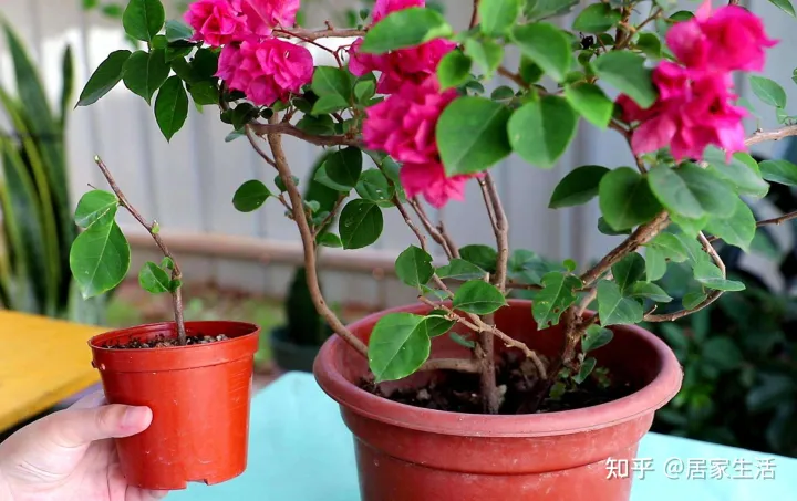 三角梅开花时能剪枝吗,能追肥吗视频，天冷了，给三角梅“剪剪枝”，补点肥，来年开花更多！