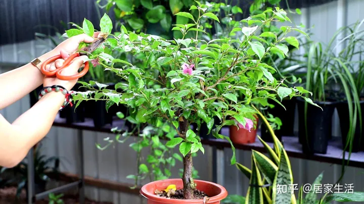 三角梅开花时能剪枝吗,能追肥吗视频，天冷了，给三角梅“剪剪枝”，补点肥，来年开花更多！