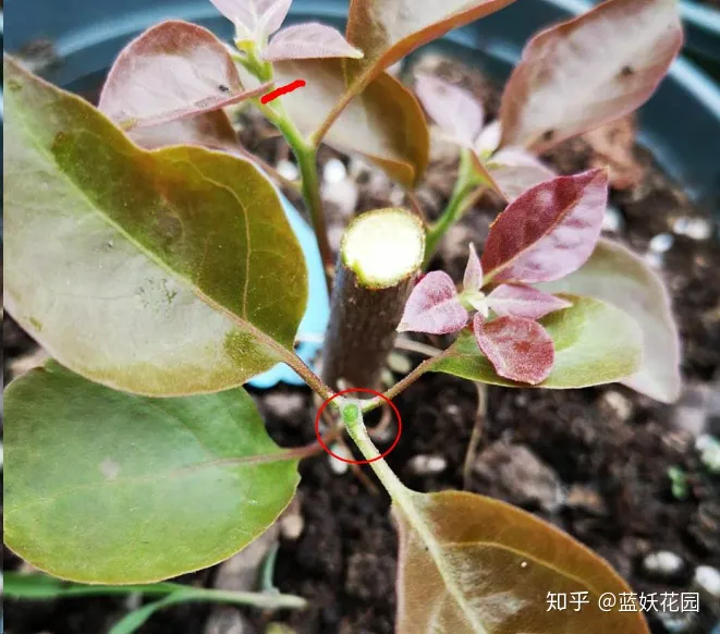 蓝莓冬天会落叶吗，蓝妖：三角梅冬天叶子掉光了，现在这样做，夏天再次开爆盆！