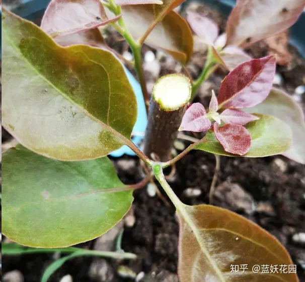 蓝莓冬天会落叶吗，蓝妖：三角梅冬天叶子掉光了，现在这样做，夏天再次开爆盆！