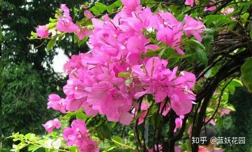 蓝莓冬天会落叶吗，蓝妖：三角梅冬天叶子掉光了，现在这样做，夏天再次开爆盆！