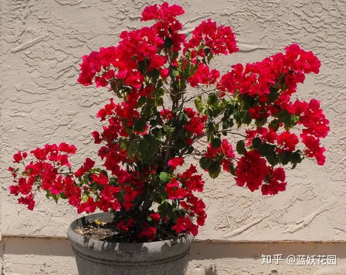 蓝莓冬天会落叶吗，蓝妖：三角梅冬天叶子掉光了，现在这样做，夏天再次开爆盆！