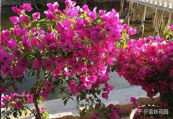 蓝莓冬天会落叶吗，蓝妖：三角梅冬天叶子掉光了，现在这样做，夏天再次开爆盆！