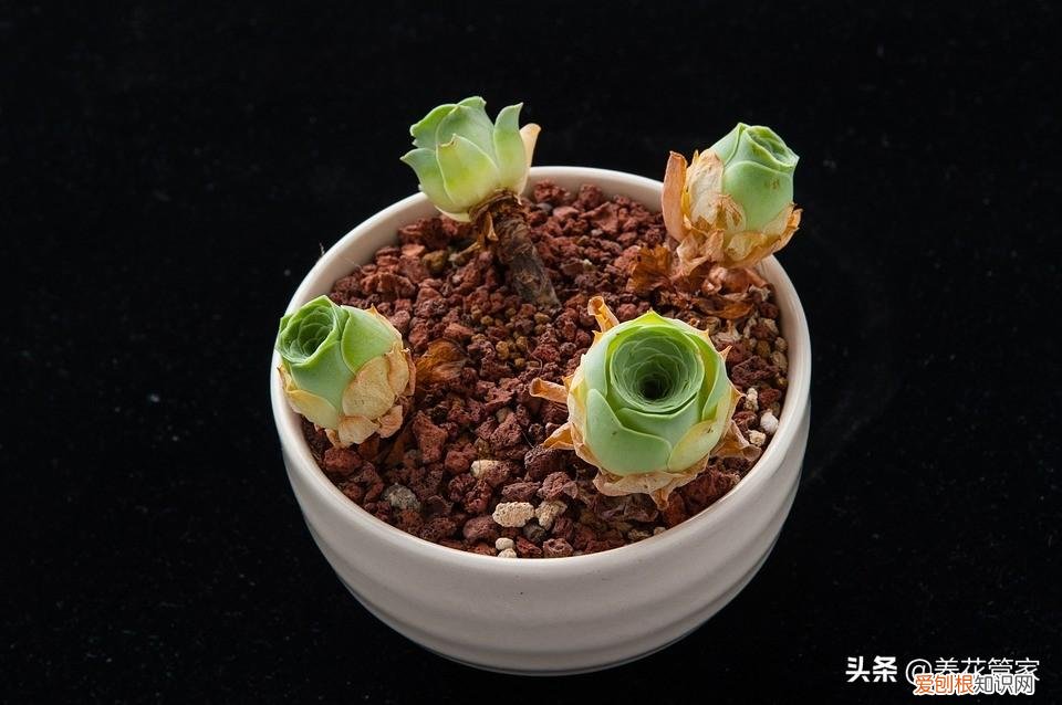 多肉植物应该怎么养呢，如何养出萌萌哒的多肉？多肉植物养护五个要点，一个不能少