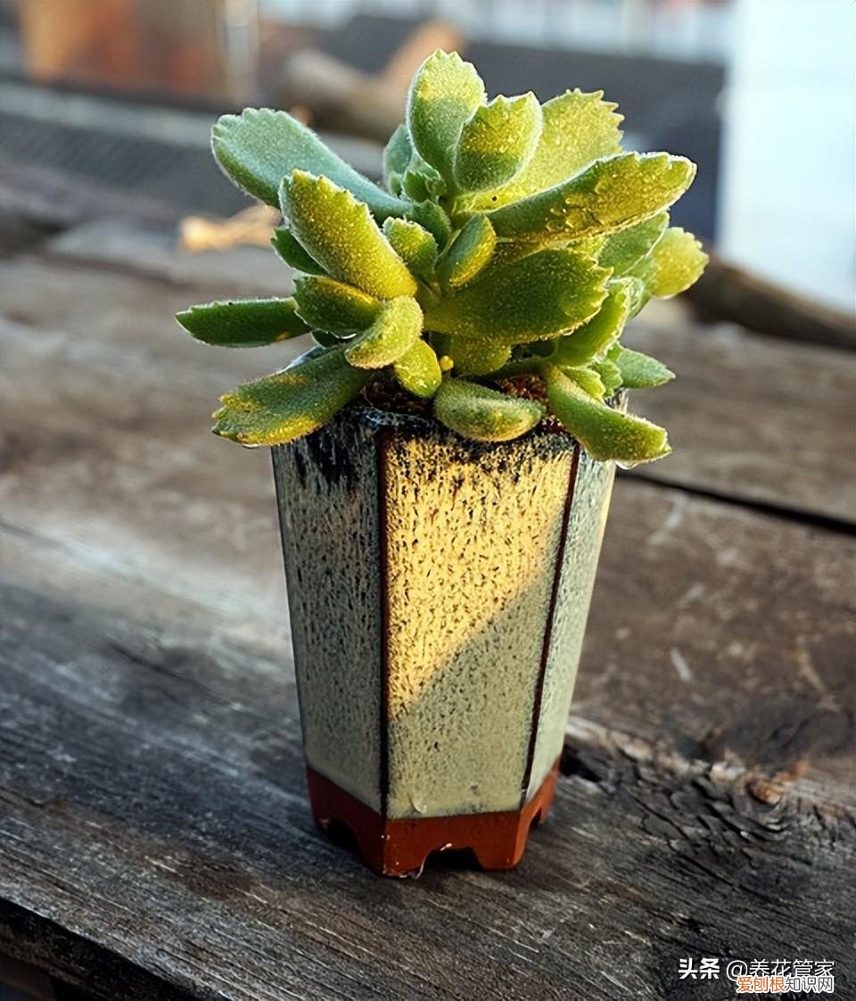 多肉植物应该怎么养呢，如何养出萌萌哒的多肉？多肉植物养护五个要点，一个不能少