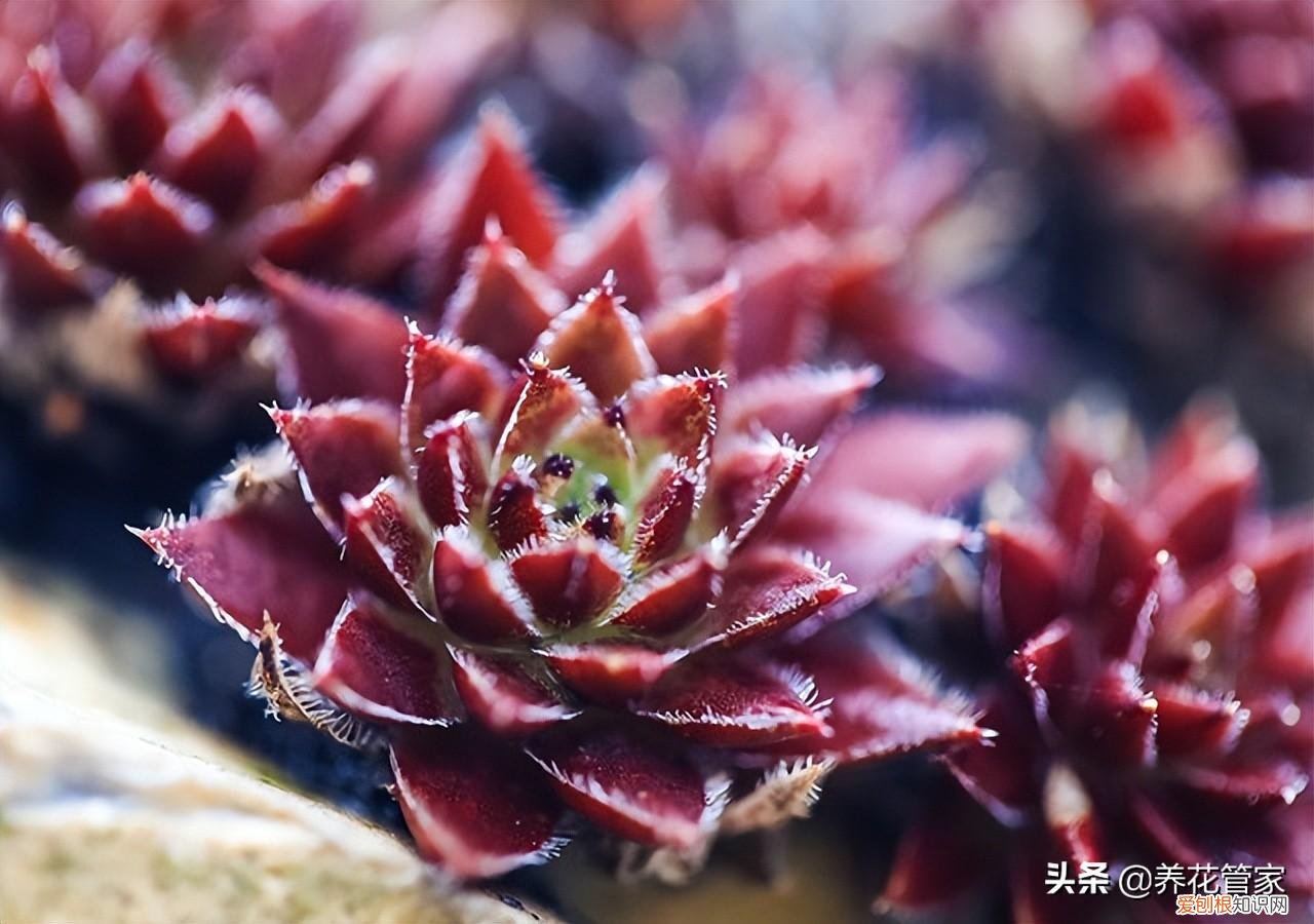 多肉植物应该怎么养呢，如何养出萌萌哒的多肉？多肉植物养护五个要点，一个不能少