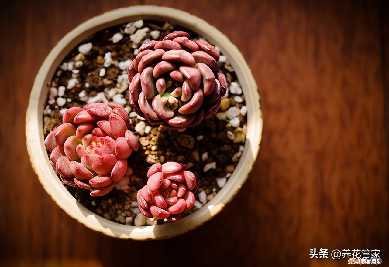 多肉植物应该怎么养呢，如何养出萌萌哒的多肉？多肉植物养护五个要点，一个不能少