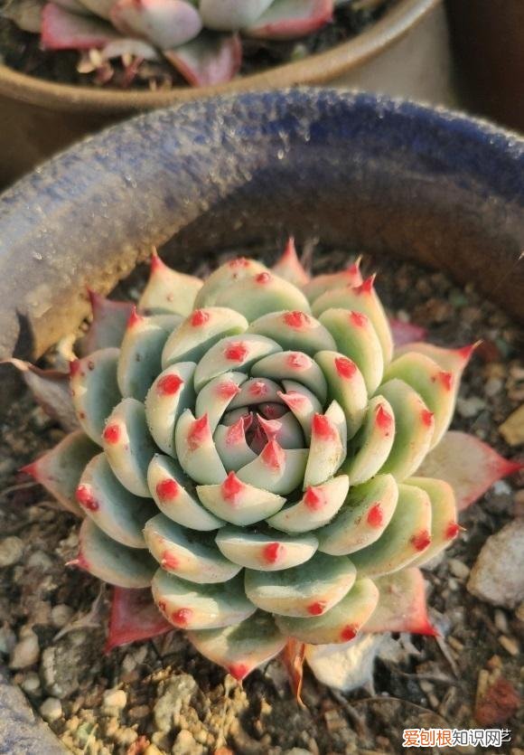 多肉怎样发根，如何养好多肉？满足“5个需求”，发根快，叶子饱满，状态好