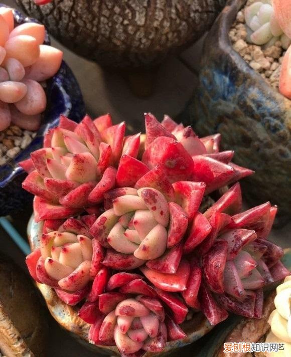 多肉的生长环境要求，多肉怎么养出状态，满足5大“需求”，根系发达，颜色更漂亮
