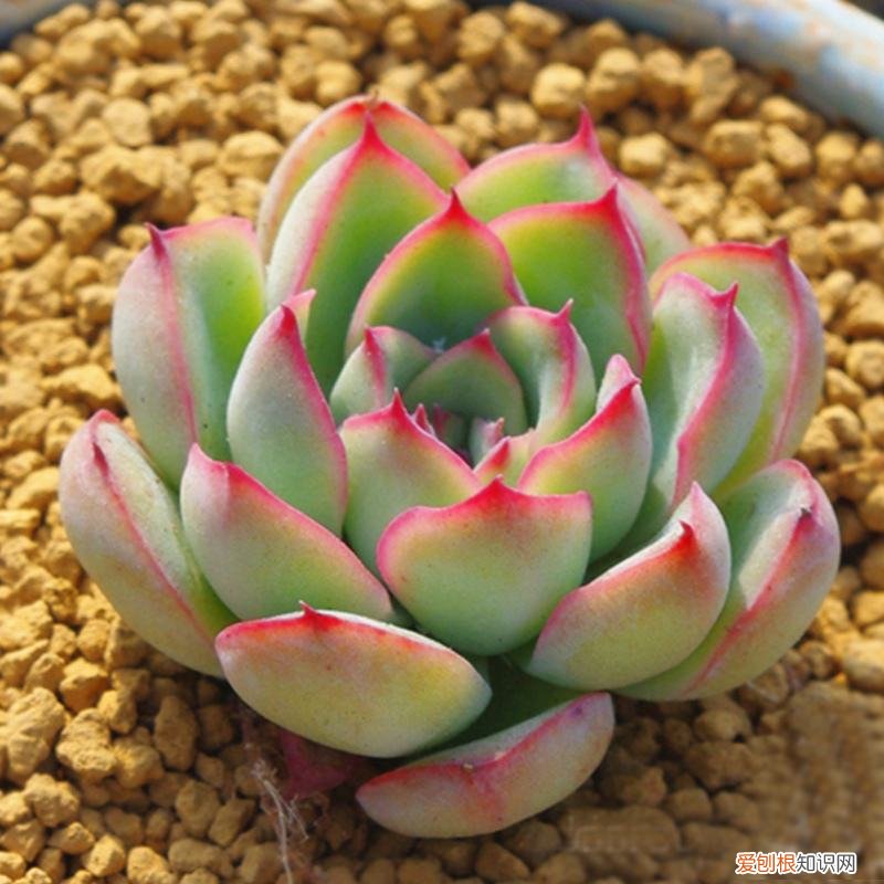 养好多肉植物只需两个小窍门，养多肉有“五大忌”，新手只要避开，才能养的“肥嘟嘟”，颜色美
