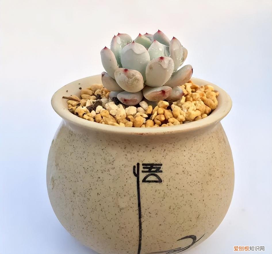 养好多肉植物只需两个小窍门，养多肉有“五大忌”，新手只要避开，才能养的“肥嘟嘟”，颜色美