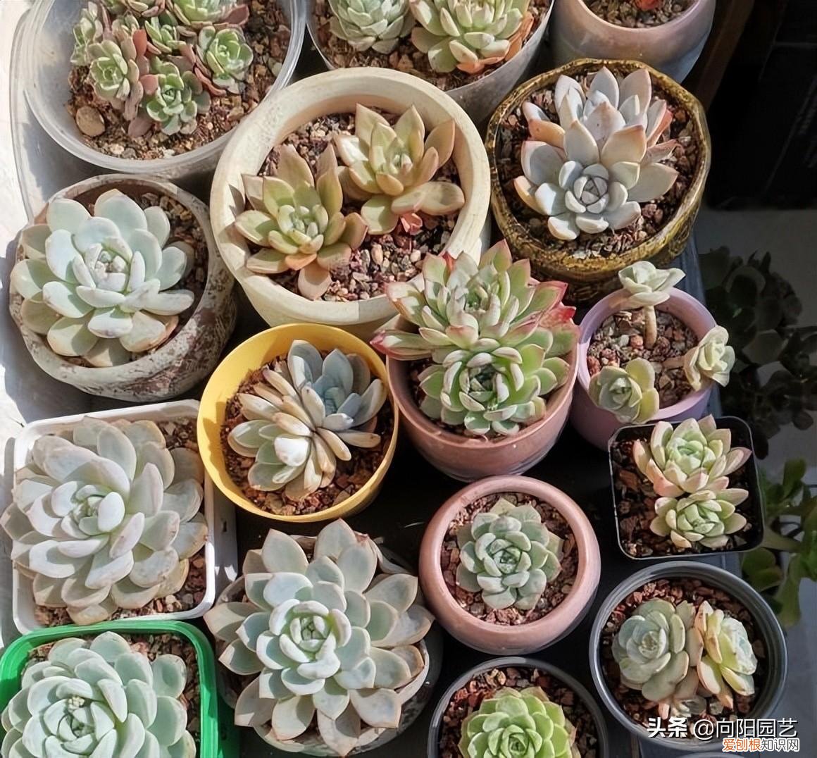 多肉养护要点，养多肉不在多，讲究“精致”，体验养护过程，这才是关键
