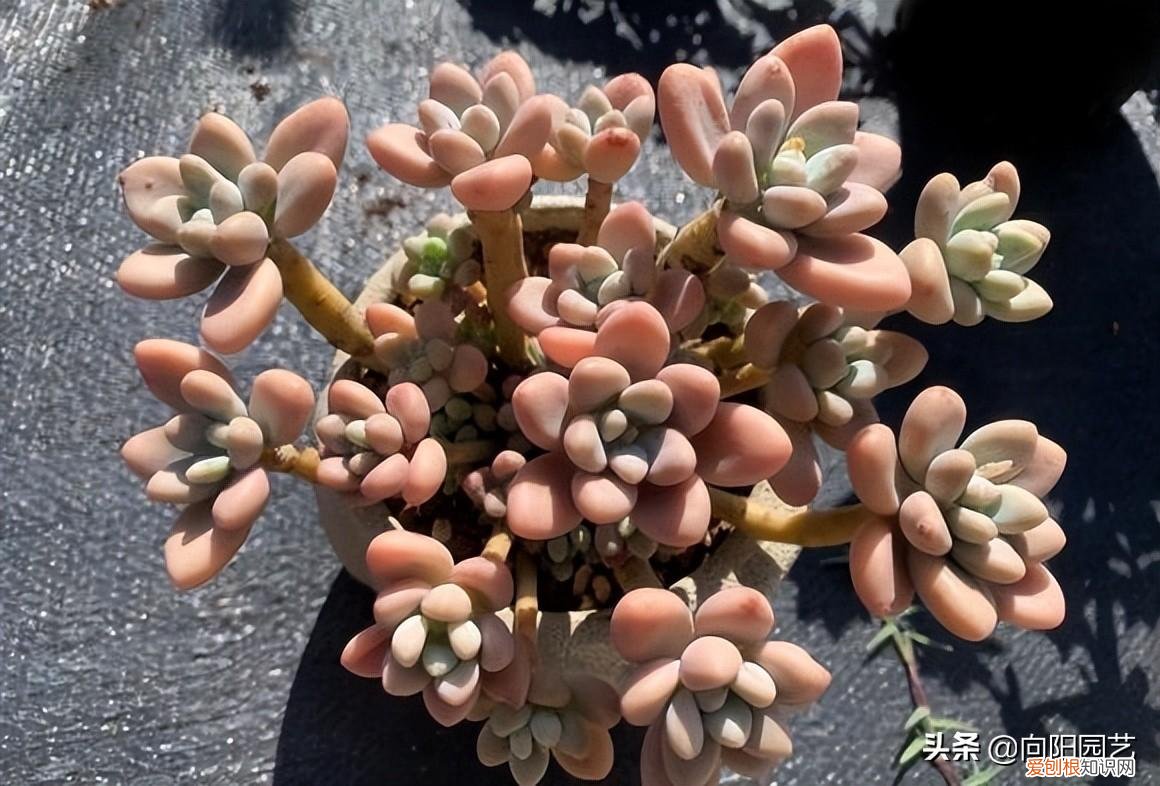 多肉养护要点，养多肉不在多，讲究“精致”，体验养护过程，这才是关键