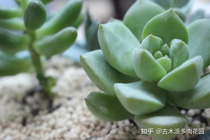 关于植物多肉，养好多肉植物的8要点，你也能收获美美的多肉！