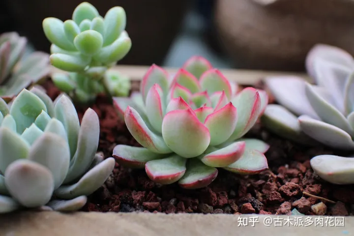 关于植物多肉，养好多肉植物的8要点，你也能收获美美的多肉！