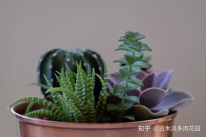 关于植物多肉，养好多肉植物的8要点，你也能收获美美的多肉！