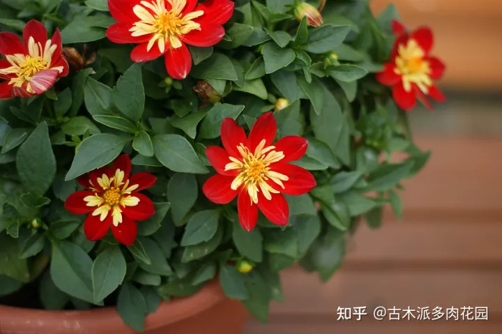关于植物多肉，养好多肉植物的8要点，你也能收获美美的多肉！