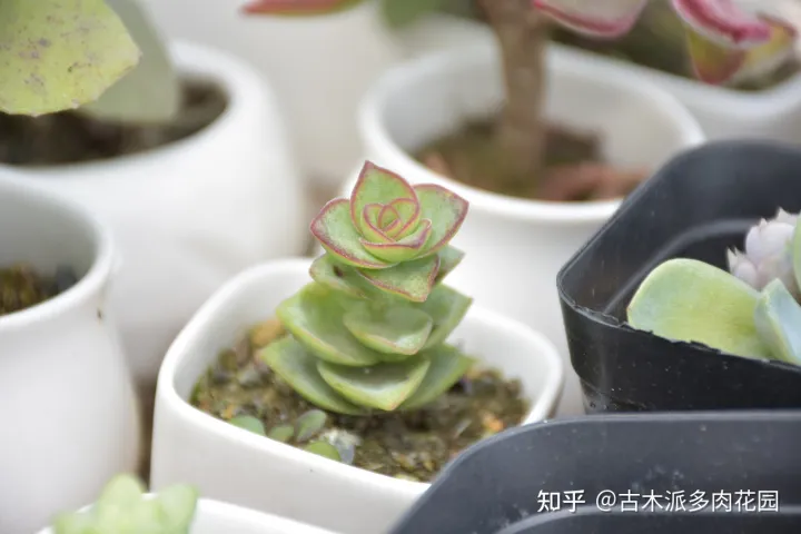 关于植物多肉，养好多肉植物的8要点，你也能收获美美的多肉！