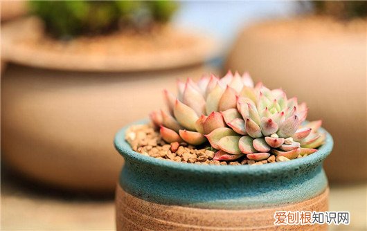 刚买回来的多肉应该如何种植视频教程，刚买回来的多肉植物的正确种植方法