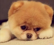 养狗的秘诀是什么，养狗的60个养宠小知识