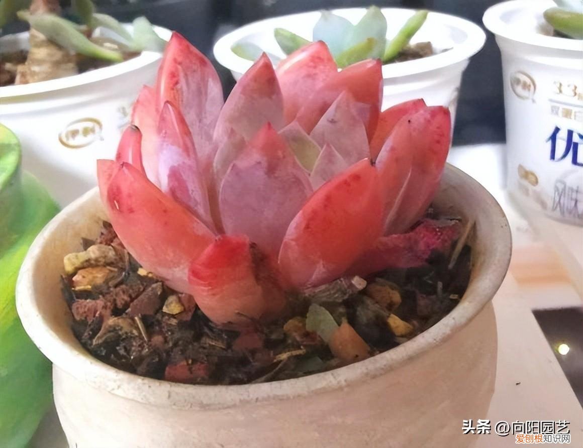 多肉肉露怎么养殖，精品小多肉，怎么养出来的？少水，多光照，控好型就可以