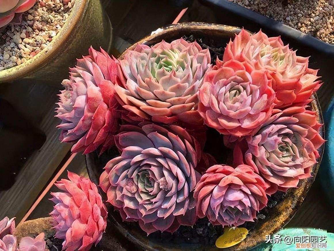 多肉肉露怎么养殖，精品小多肉，怎么养出来的？少水，多光照，控好型就可以