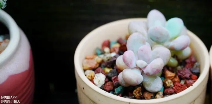 多肉植物怎么护养，老手别看，新手一看就懂的多肉养护技巧