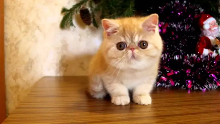 cat cat猫，高萌预警！那么多萌猫，你只会说“cat”？常见宠物猫咪的英文表达了解一下