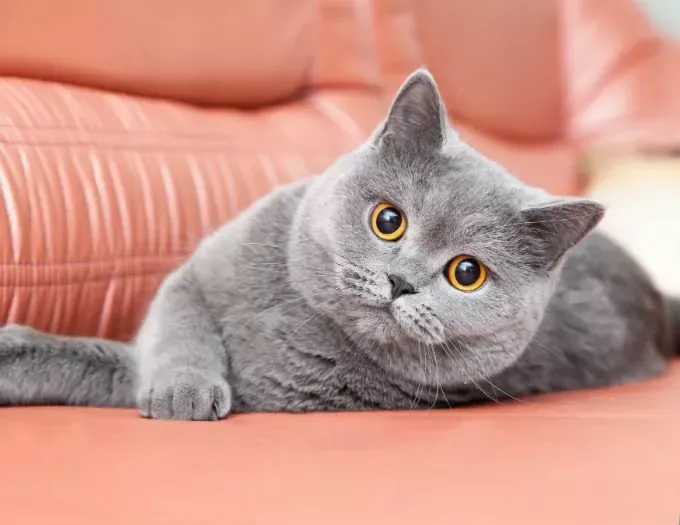 cat cat猫，高萌预警！那么多萌猫，你只会说“cat”？常见宠物猫咪的英文表达了解一下