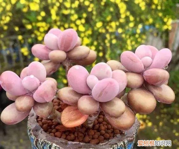 各类多肉的养护大全，最受欢迎的50种多肉，超全养护大合集，新手再也不发愁！