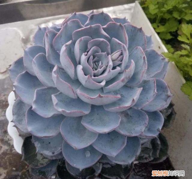 各类多肉的养护大全，最受欢迎的50种多肉，超全养护大合集，新手再也不发愁！