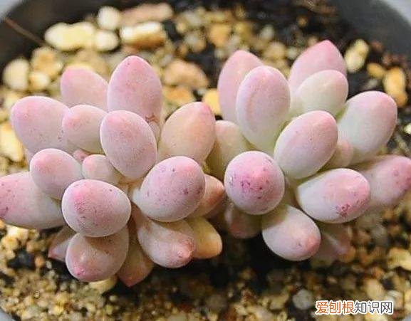 各类多肉的养护大全，最受欢迎的50种多肉，超全养护大合集，新手再也不发愁！