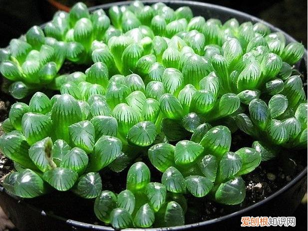 各类多肉的养护大全，最受欢迎的50种多肉，超全养护大合集，新手再也不发愁！