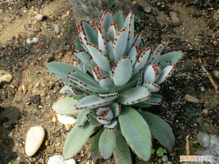 各类多肉的养护大全，最受欢迎的50种多肉，超全养护大合集，新手再也不发愁！
