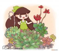 各类多肉的养护大全，最受欢迎的50种多肉，超全养护大合集，新手再也不发愁！