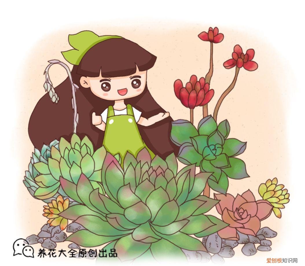 各类多肉的养护大全，最受欢迎的50种多肉，超全养护大合集，新手再也不发愁！