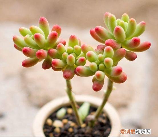各类多肉的养护大全，最受欢迎的50种多肉，超全养护大合集，新手再也不发愁！