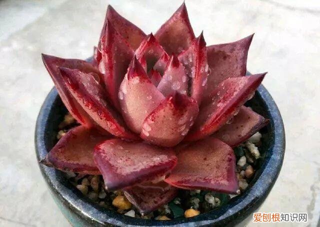 各类多肉的养护大全，最受欢迎的50种多肉，超全养护大合集，新手再也不发愁！