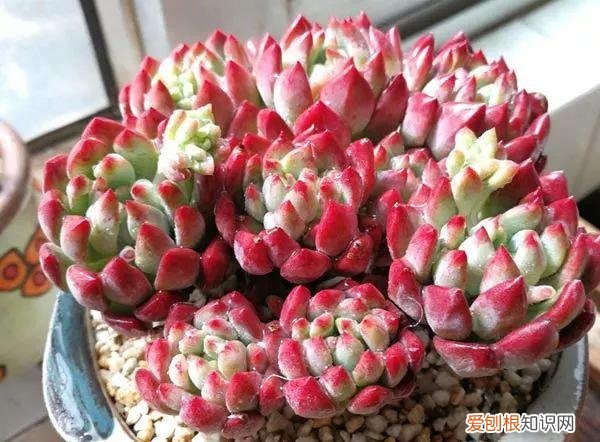 各类多肉的养护大全，最受欢迎的50种多肉，超全养护大合集，新手再也不发愁！