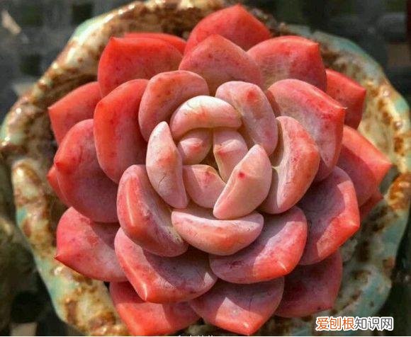 各类多肉的养护大全，最受欢迎的50种多肉，超全养护大合集，新手再也不发愁！